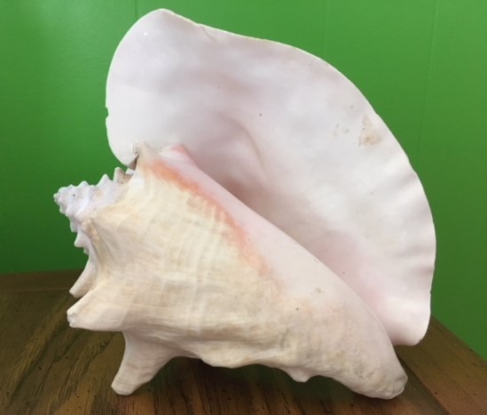 Shells Hide Amazing Secrets