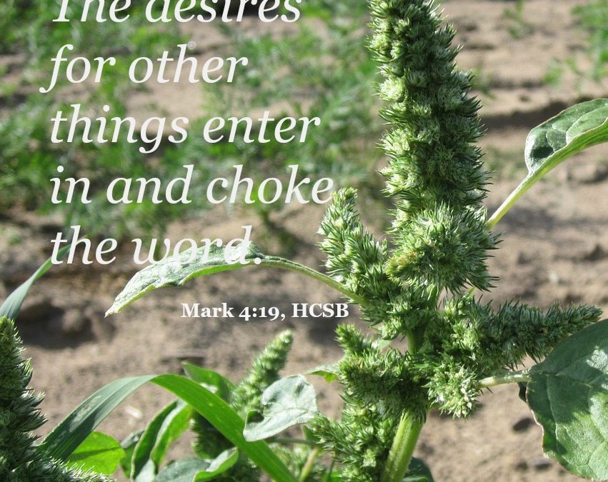 Growing Like Pigweeds